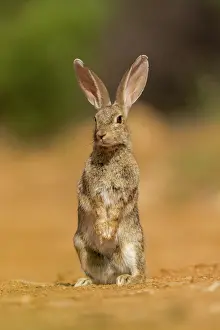 Dehesa: EUROPEAN RABBIT