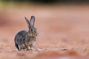 Dehesa: EUROPEAN RABBIT