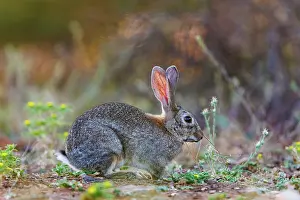 Dehesa: EUROPEAN RABBIT