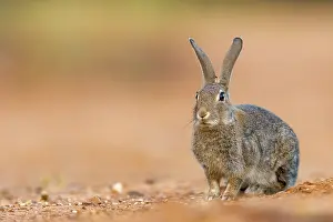 Dehesa: EUROPEAN RABBIT