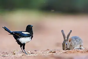 Dehesa: EUROPEAN RABBIT