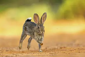Dehesa: EUROPEAN RABBIT