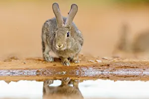 Dehesa: EUROPEAN RABBIT