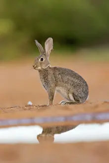Dehesa: EUROPEAN RABBIT