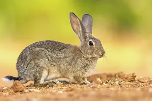 Dehesa: EUROPEAN RABBIT