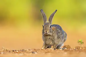 Dehesa: EUROPEAN RABBIT