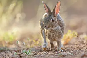 Dehesa: EUROPEAN RABBIT