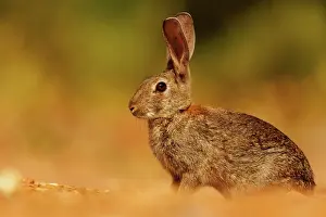Dehesa: EUROPEAN RABBIT
