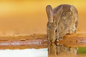 Dehesa: EUROPEAN RABBIT