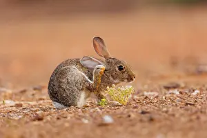Dehesa: EUROPEAN RABBIT