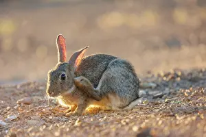 Dehesa: EUROPEAN RABBIT