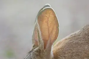 Dehesa: EUROPEAN RABBIT