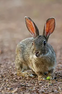 Dehesa: EUROPEAN RABBIT