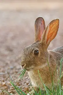 Dehesa: EUROPEAN RABBIT