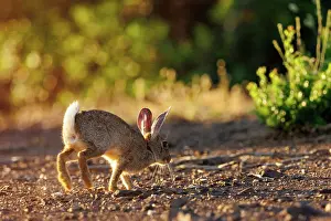 Dehesa: EUROPEAN RABBIT