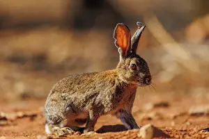 Dehesa: EUROPEAN RABBIT