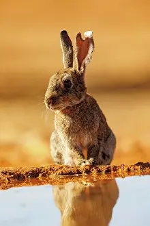 Dehesa: EUROPEAN RABBIT