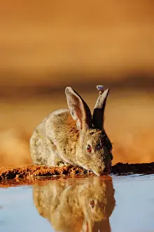 Dehesa: EUROPEAN RABBIT