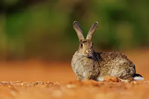 Dehesa: EUROPEAN RABBIT