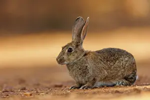 Dehesa: EUROPEAN RABBIT