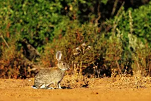 Dehesa: EUROPEAN RABBIT