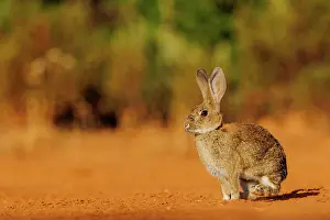 Dehesa: EUROPEAN RABBIT