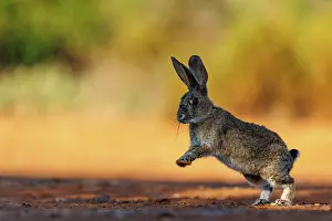 Dehesa: EUROPEAN RABBIT