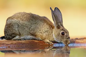 Dehesa: EUROPEAN RABBIT