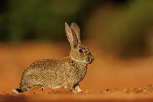 Dehesa: EUROPEAN RABBIT