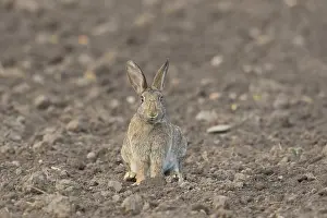 Sven-erik Arndt: European Rabbit