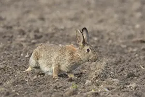 Sven-erik Arndt: European Rabbit
