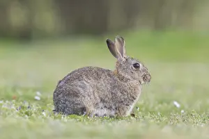 Sven-erik Arndt: European Rabbit