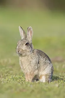 Sven-erik Arndt: European Rabbit
