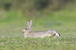 Sven-erik Arndt: European Rabbit
