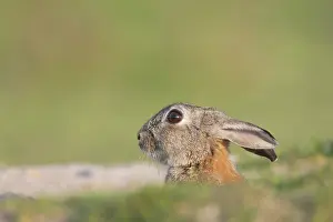 Sven-erik Arndt: European Rabbit