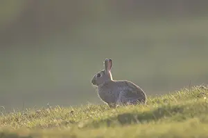 Sven-erik Arndt: European Rabbit