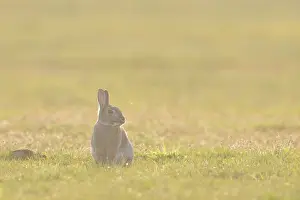 Sven-erik Arndt: European Rabbit
