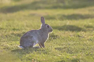 Sven-erik Arndt: European Rabbit