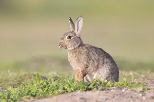 Sven-erik Arndt: European Rabbit