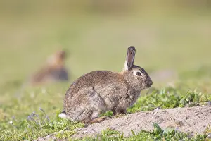 Sven-erik Arndt: European Rabbit