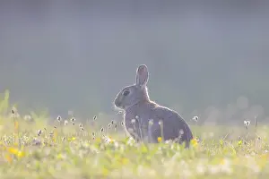 Sven-erik Arndt: European Rabbit