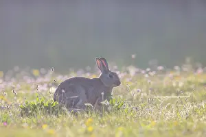 Sven-erik Arndt: European Rabbit