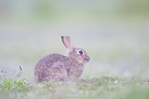 Sven-erik Arndt: European Rabbit