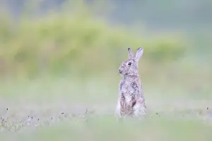 Sven-erik Arndt: European Rabbit