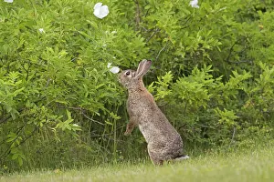 Cuniculus: European Rabbit adult