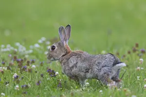 240118: European Rabbit - adult rabbit in flowering meadow - Germany