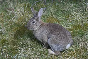 Lagomorph: European Rabbit - adult rabbit - Germany