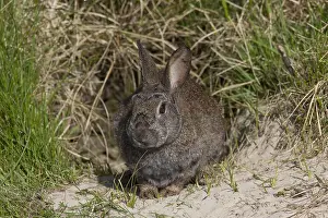 Lagomorph: European Rabbit - adult rabbit - Germany