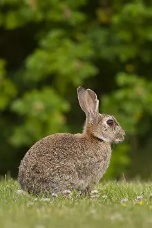 Lagomorph: European Rabbit - adult rabbit - Germany