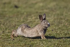 Lagomorph: European Rabbit - adult rabbit streching - Germany